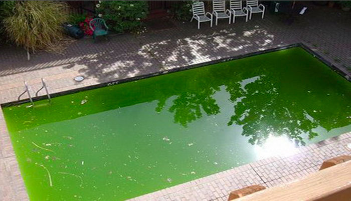 Crecimiento de algas en la piscina
